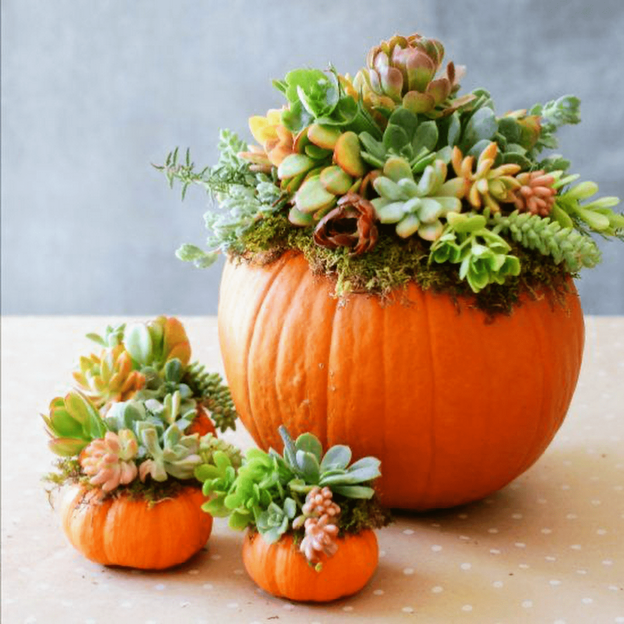 Calabacines naranjitas; 13 Ideas para que tus suculentas crezcan dentro de una calabaza 'mágica' 