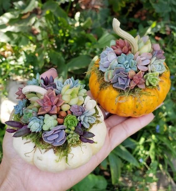 Macetas de calabaza; 13 Ideas para que tus suculentas crezcan dentro de una calabaza 'mágica' 