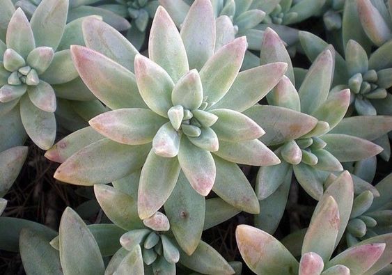 Diamond succulents 