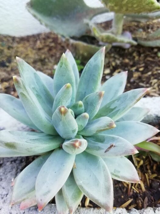 Diamond succulents 