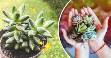 Suculenta diamante: la hermosa planta que deberías adoptar para hacer brillar tus espacios