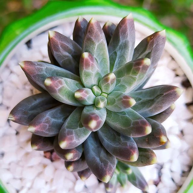 Diamond succulents 