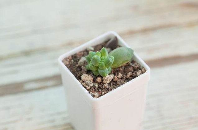 Diamond succulents 