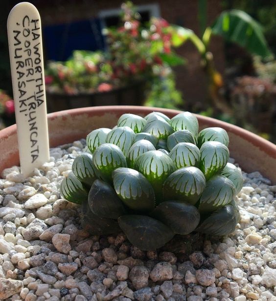 suculenta Haworthia cooperi; Estas suculentas transparentes son tan divinas que merecen un espacio en tu casa