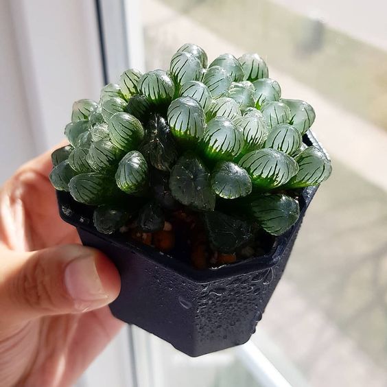 manos sosteniendo suculenta Haworthia cooperi; Estas suculentas transparentes son tan divinas que merecen un espacio en tu casa