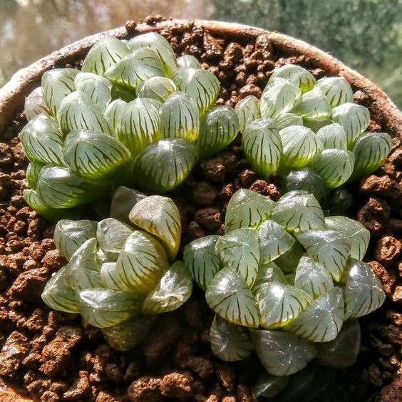 macetita con suculenta Haworthia cooperi; Estas suculentas transparentes son tan divinas que merecen un espacio en tu casa