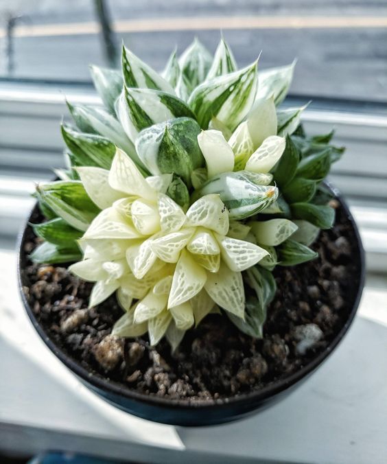 macetita con suculenta Haworthia cooperi; Estas suculentas transparentes son tan divinas que merecen un espacio en tu casa