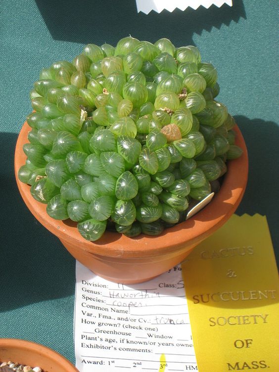 macetita con suculenta Haworthia cooperi; Estas suculentas transparentes son tan divinas que merecen un espacio en tu casa