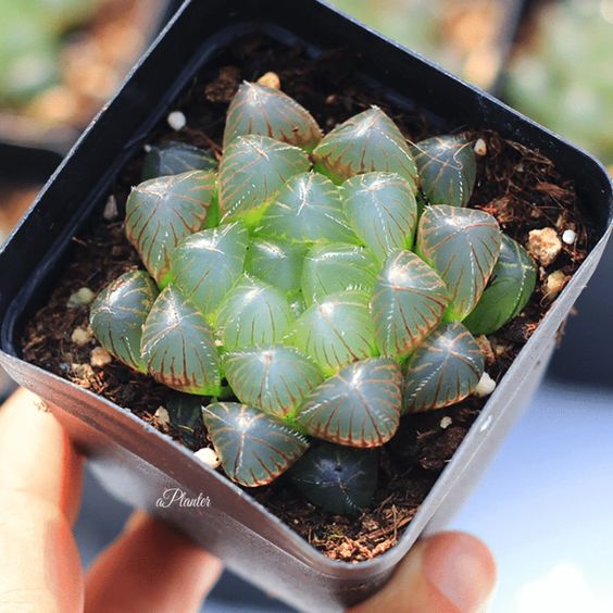 pequeña macetita con suculenta Haworthia cooperi; Estas suculentas transparentes son tan divinas que merecen un espacio en tu casa