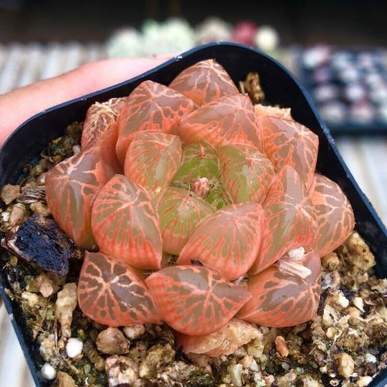 rosa macetita con suculenta Haworthia cooperi; Estas suculentas transparentes son tan divinas que merecen un espacio en tu casa