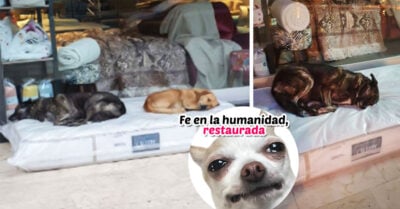 Dueño de tienda de muebles le da a perritos sin hogar colchones para que duerman cómodos