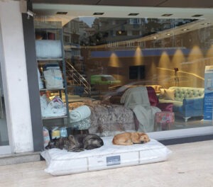 Perritos duermen en colchones afuea de una tienda de muebles 