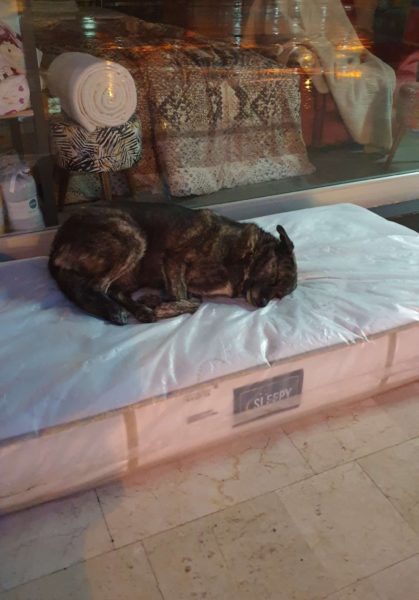 Perritos duermen en colchones afuea de una tienda de muebles 