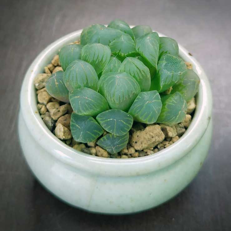 macetita con suculenta Haworthia cooperi; Estas suculentas transparentes son tan divinas que merecen un espacio en tu casa