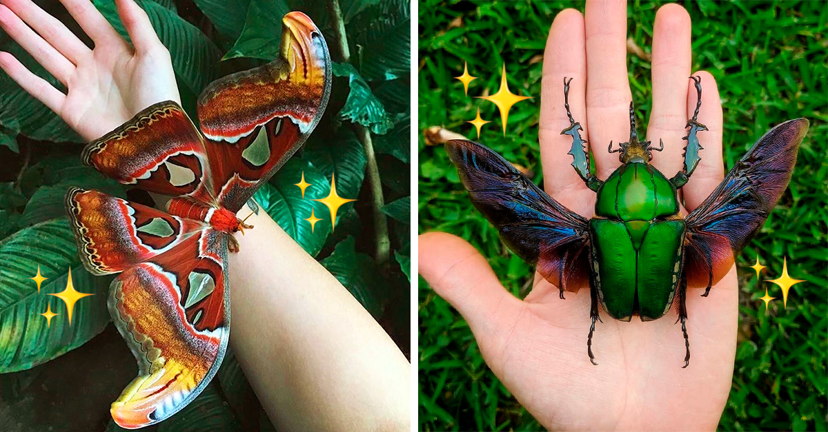 20 awesome pictures of people who have run into the cutest insects