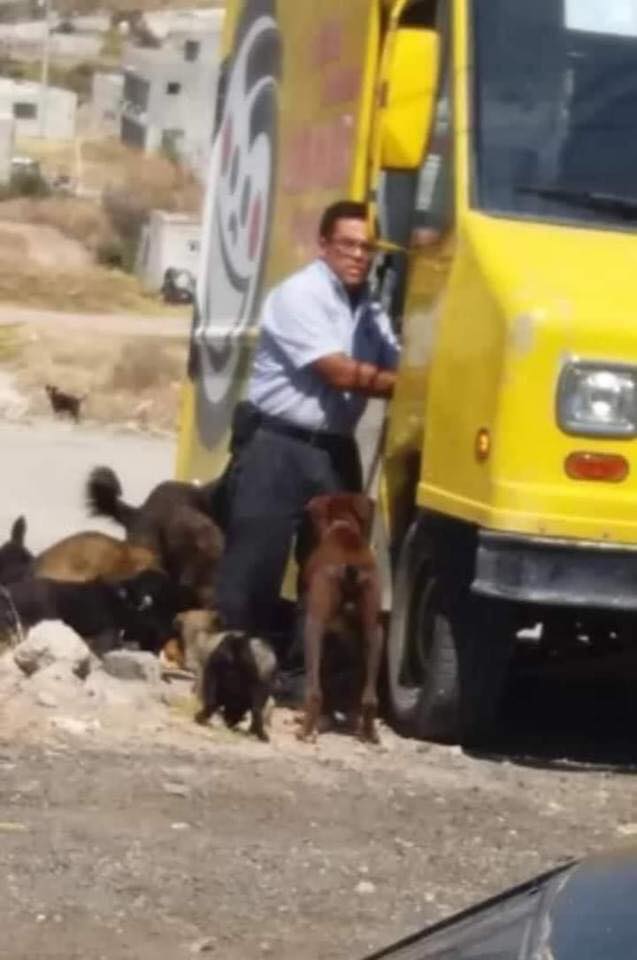 ¡Héroe sin capa! Repartidor de frituras alimenta a perros callejeros