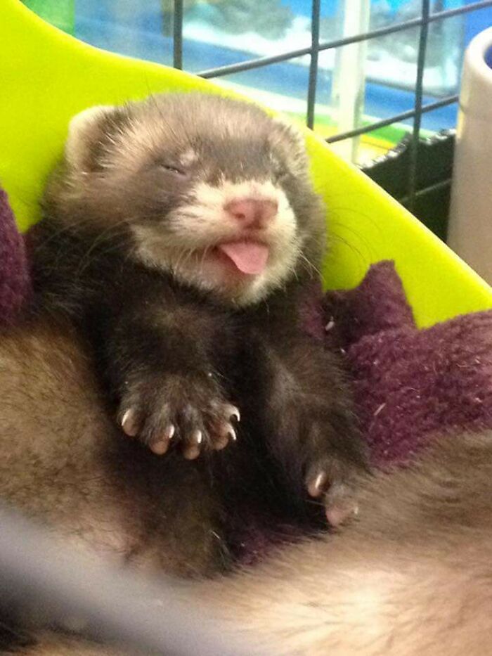 Ferret sticking out his tongue;  20 cute pictures that will make you want to have a ferret
