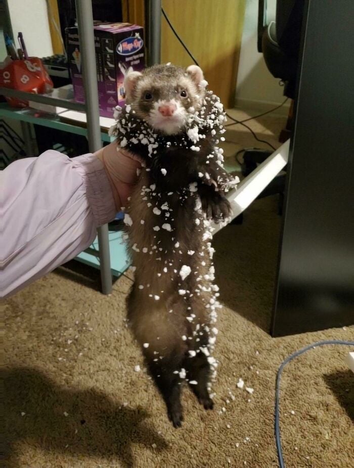 Ferret with plastic;  20 cute pictures that will make you want to have a ferret