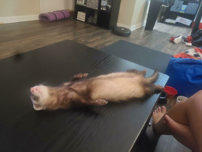 sleeping ferret;  20 cute pictures that will make you want to have a ferret