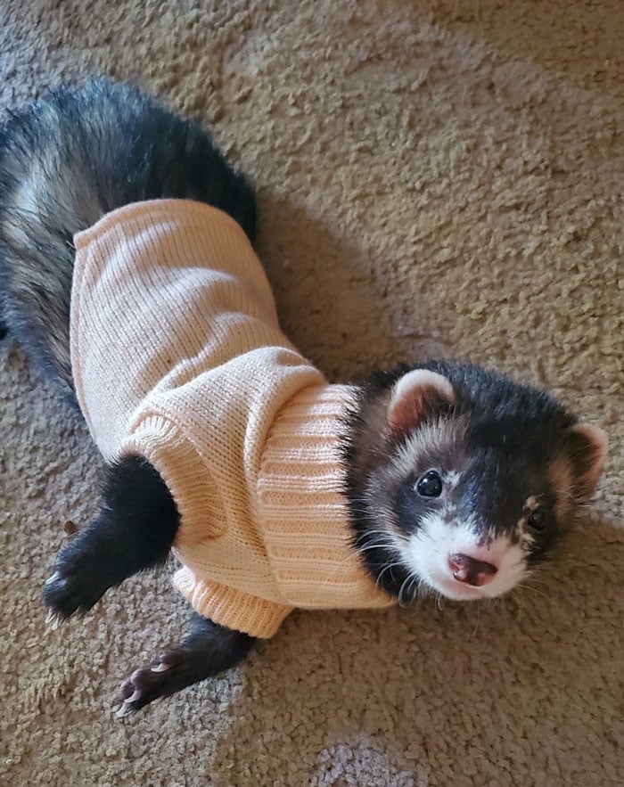 Ferret with sweater;  20 cute pictures that will make you want to have a ferret