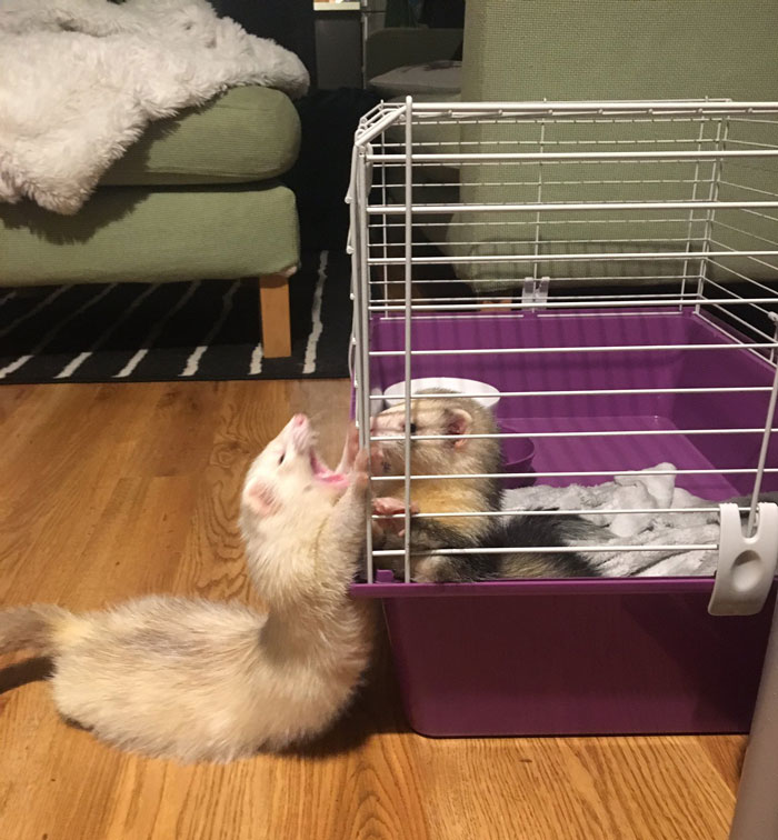 Ferrets in a cage;  20 cute pictures that will make you want to have a ferret