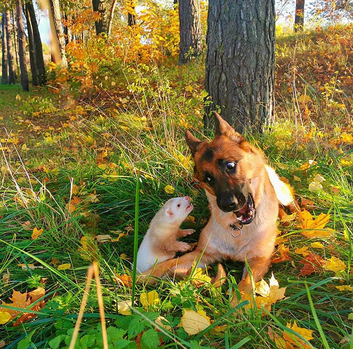 ferret and dog playing;  20 cute pictures that will make you want to have a ferret