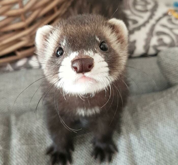 sad ferret;  20 cute pictures that will make you want to have a ferret