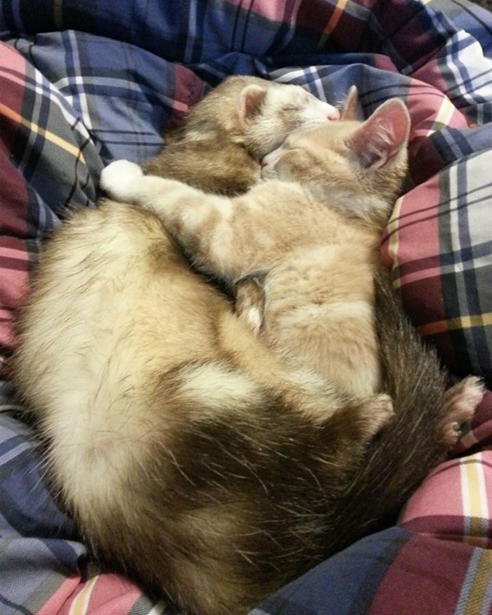 Ferret and a cat hugging;  20 cute pictures that will make you want to have a ferret