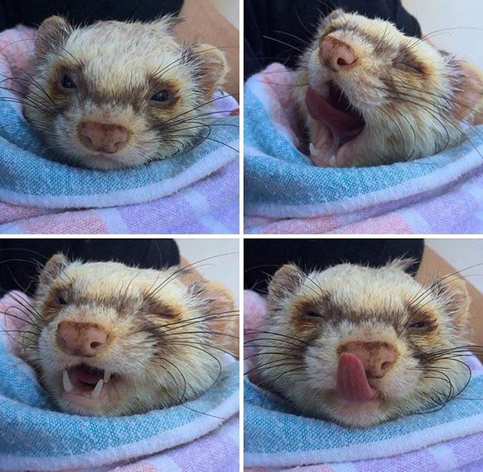 Ferret yawning;  20 cute pictures that will make you want to have a ferret