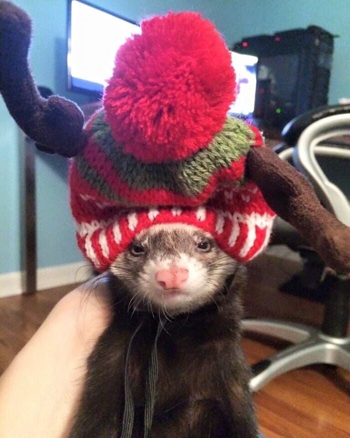 ferret with hat;  20 cute pictures that will make you want to have a ferret