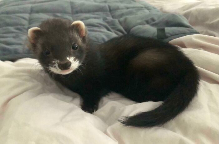 Black ferret;  20 cute pictures that will make you want to have a ferret