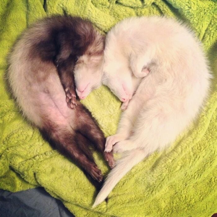 sleeping ferrets;  20 cute pictures that will make you want to have a ferret