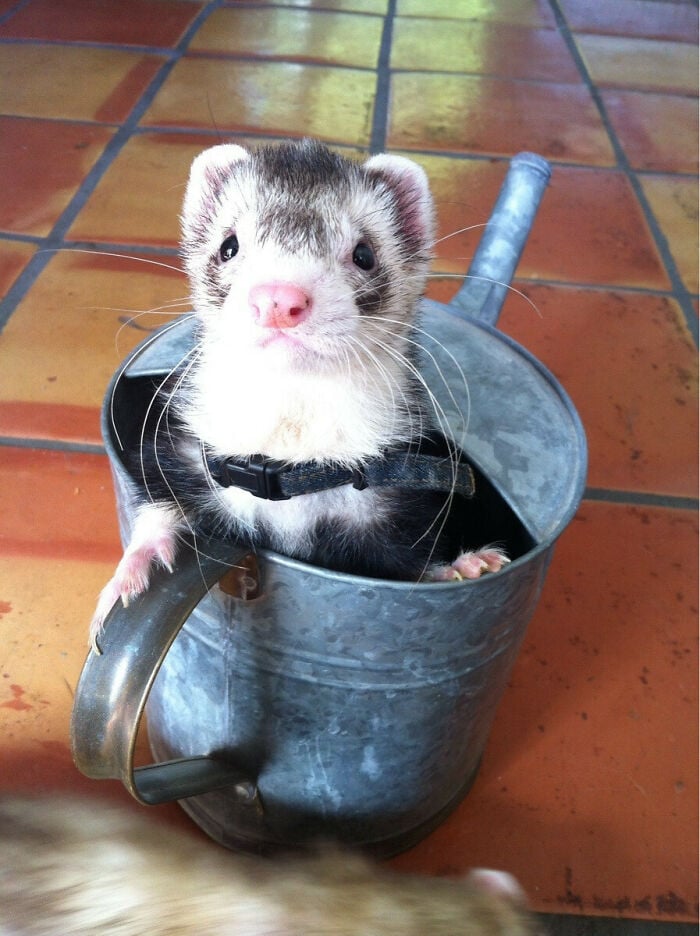 Ferret in a watering can;  20 cute pictures that will make you want to have a ferret