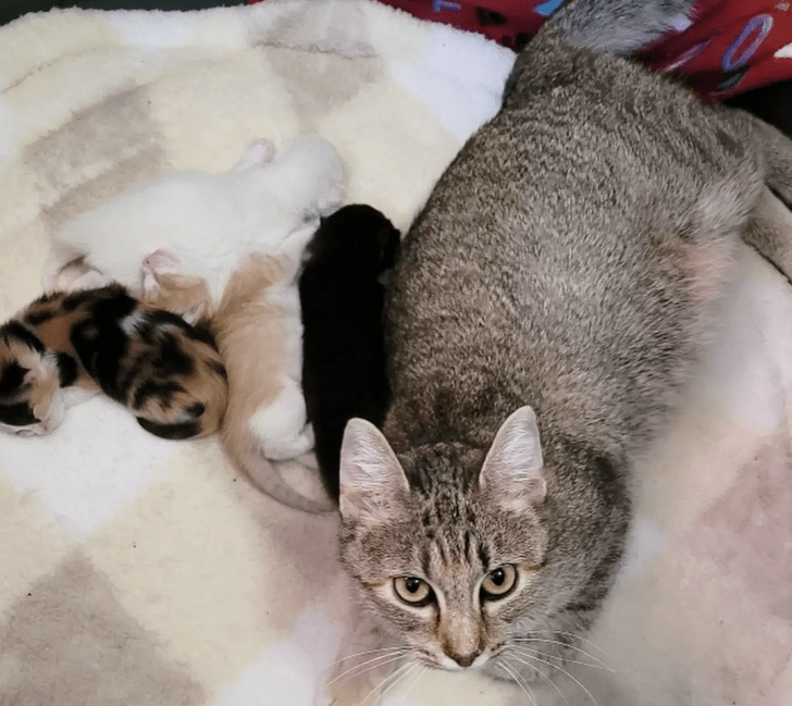 Gatita en trabajo de parto es abandonada junto a una nota de auxilio