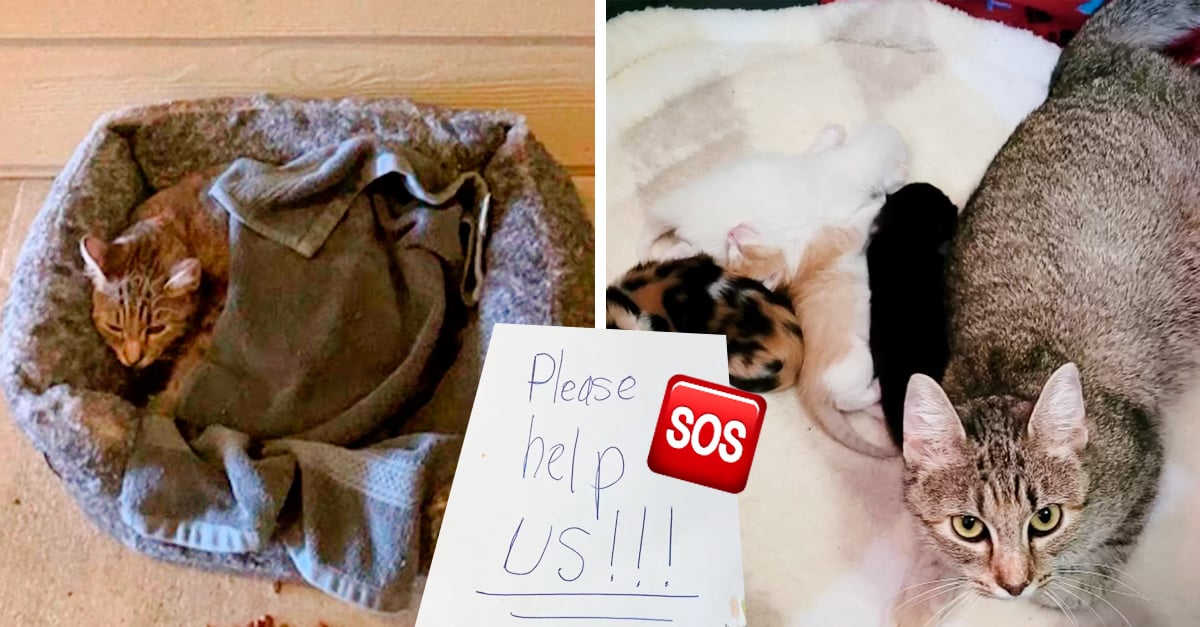 Kitten in labor is abandoned with a note for help