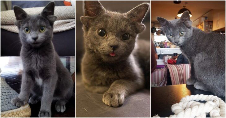 Gatita de 4 orejas; Midas, la gatita de cuatro orejas que enamora a todos en redes sociales