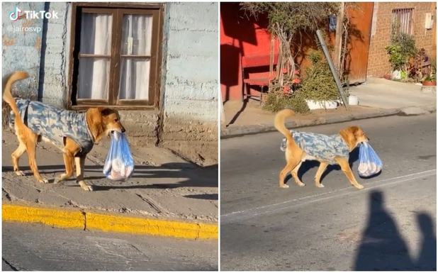 Perrito es captado saliendo por el pan 