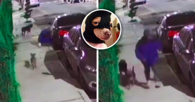 ¡La pandilla del crimen! Hombre roba autopartes en México acompañado de sus perritos