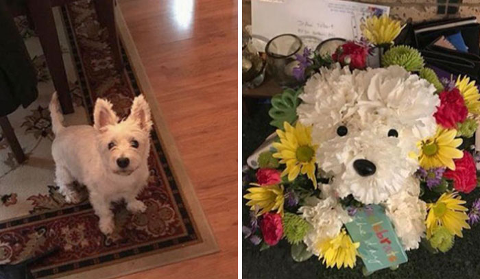 Perro flores ;20 Veces en que novios y esposos reenamoraron a sus chicas con un hermoso regalo