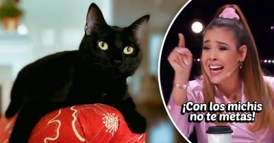 ¡Con mi michi no! Corrió a su desalmada novia de la casa porque echó a su gato a la calle