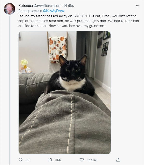 captura de un gato blanco con negro en un tweet