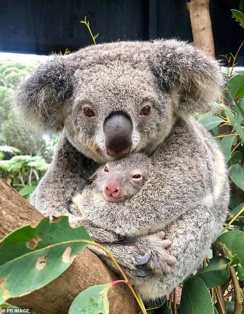 Cuidador junto a los koalas rescatados