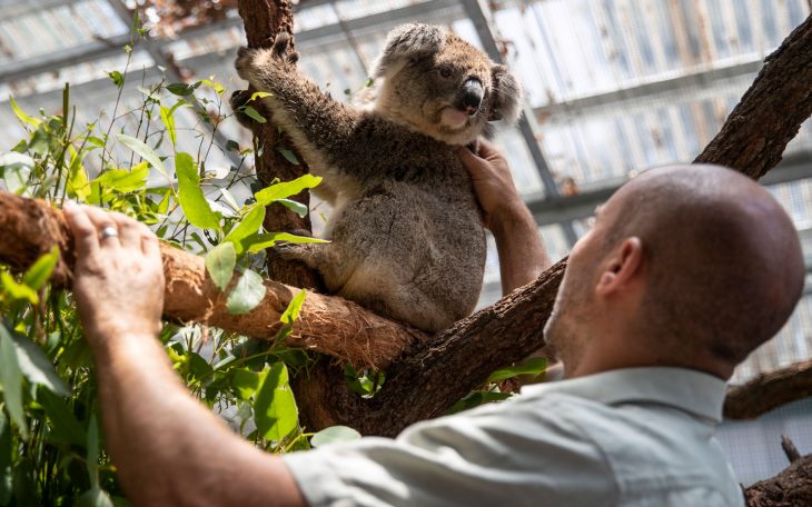 Cuidador junto a los koalas rescatados