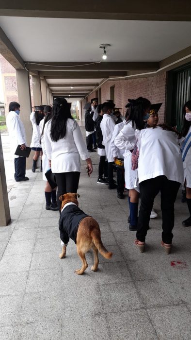 foto de un perrito formado detrás de unas personas en el patio de una escuela 