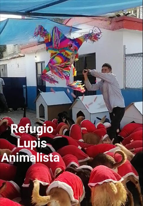 hombre pegándole a una piñata rodeado de perritos vestidos de Santa Claus