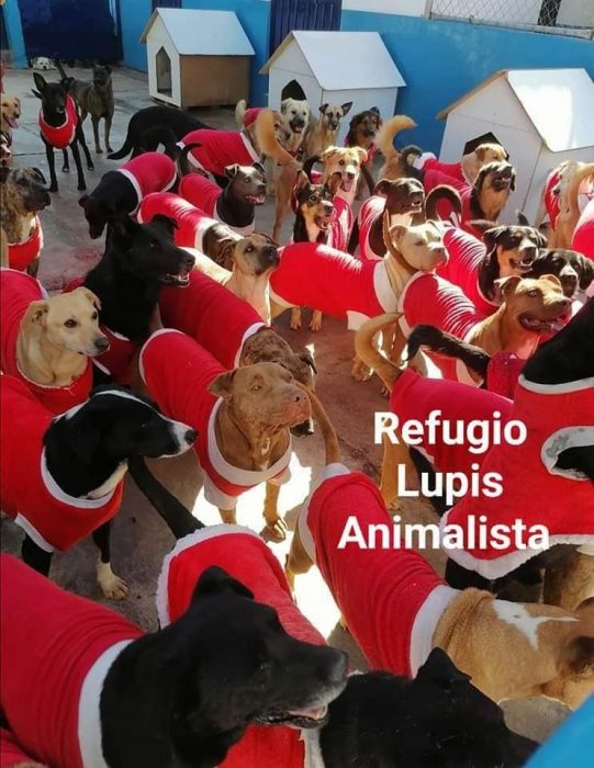 grupo de perros en un refugio vestidos de santa claus 