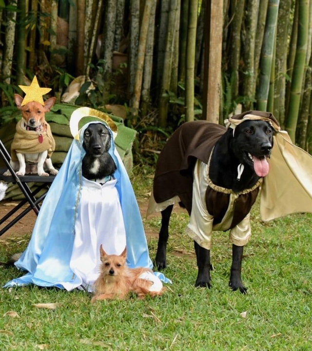 Puppies of different breeds dressed as biblical characters from pastorela 