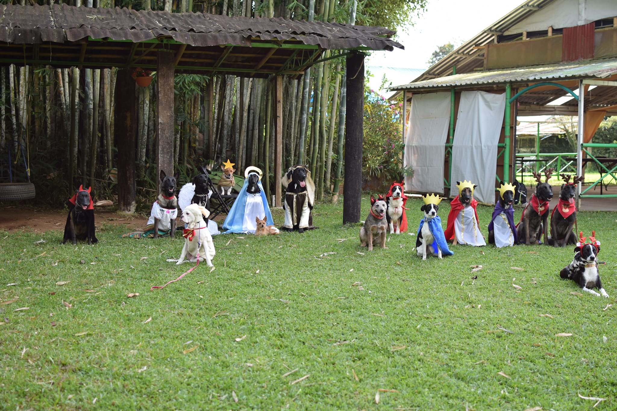 Puppies of different breeds dressed as biblical characters from pastorela 