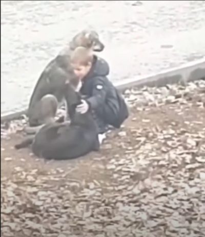 boy bending down to pet two dogs 