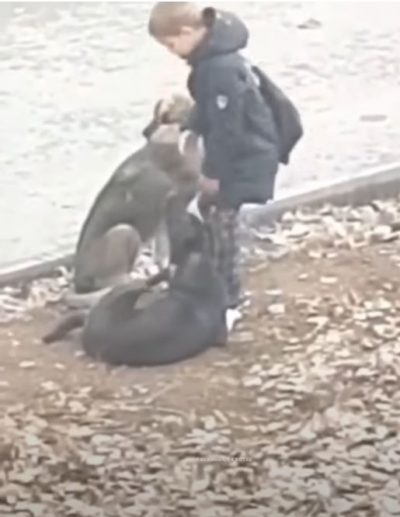 boy standing petting two dogs 